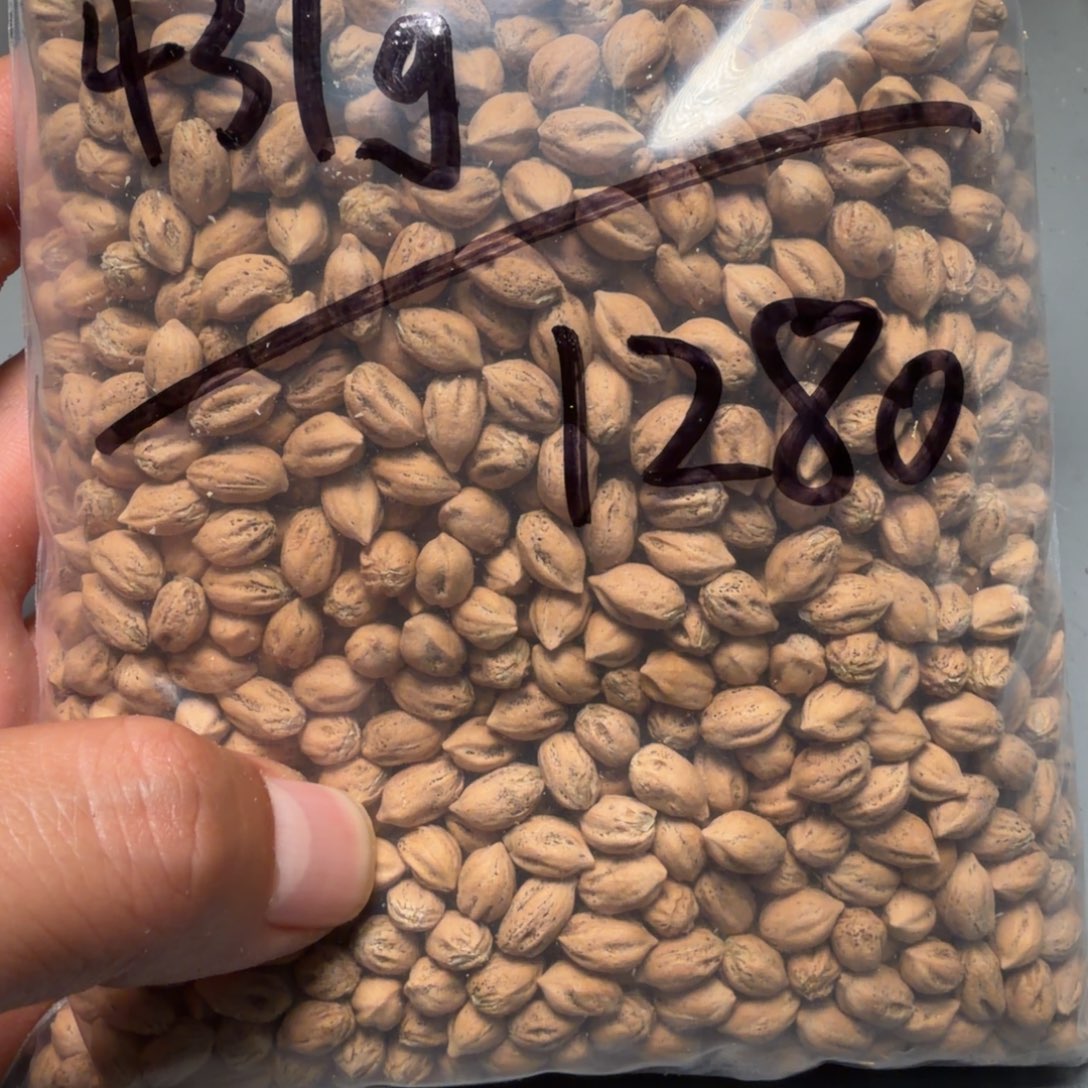 吊坠柏香籽/百香籽花*米