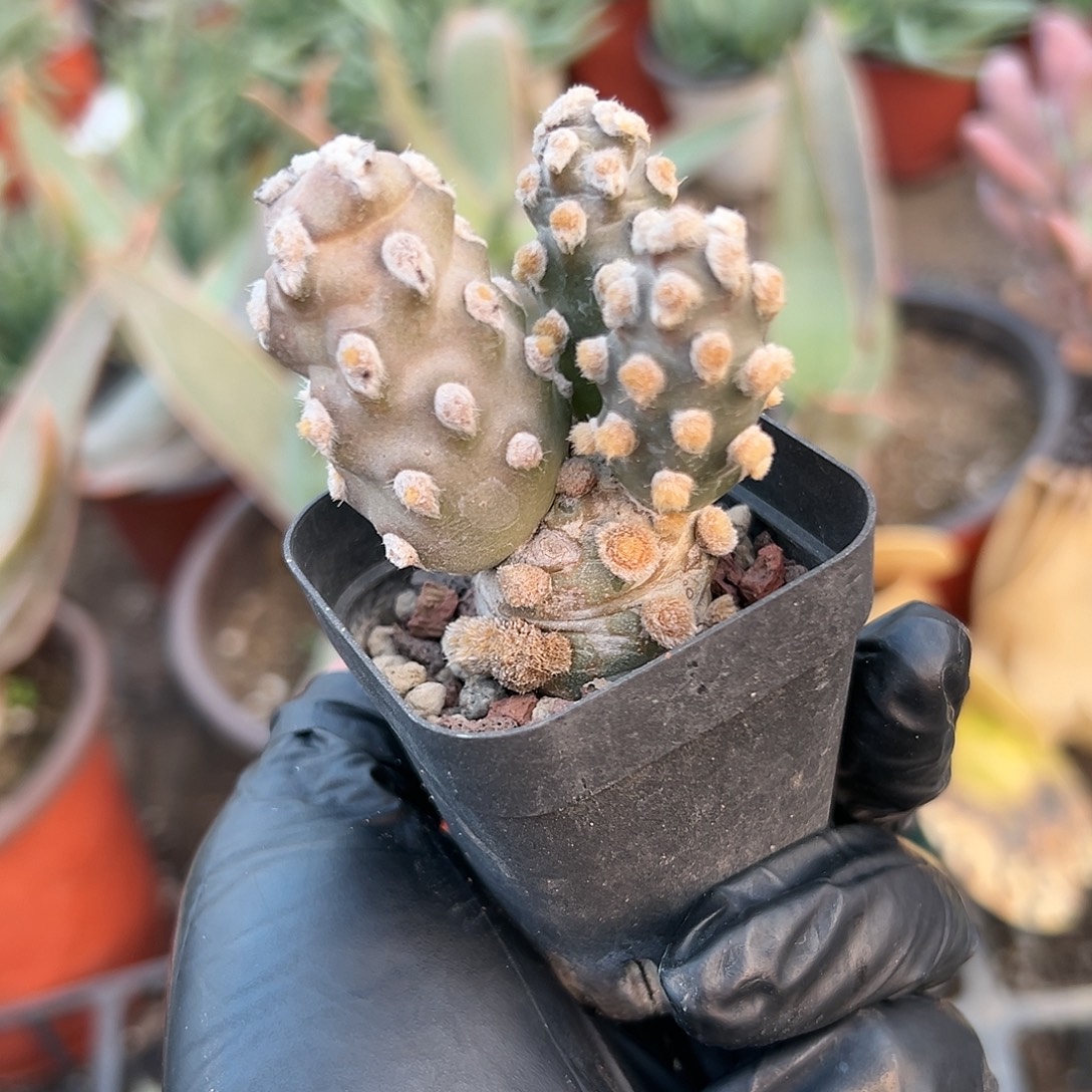 多肉植物俏湖团扇