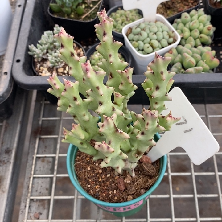 伯克利和格蕾纳等著名音乐