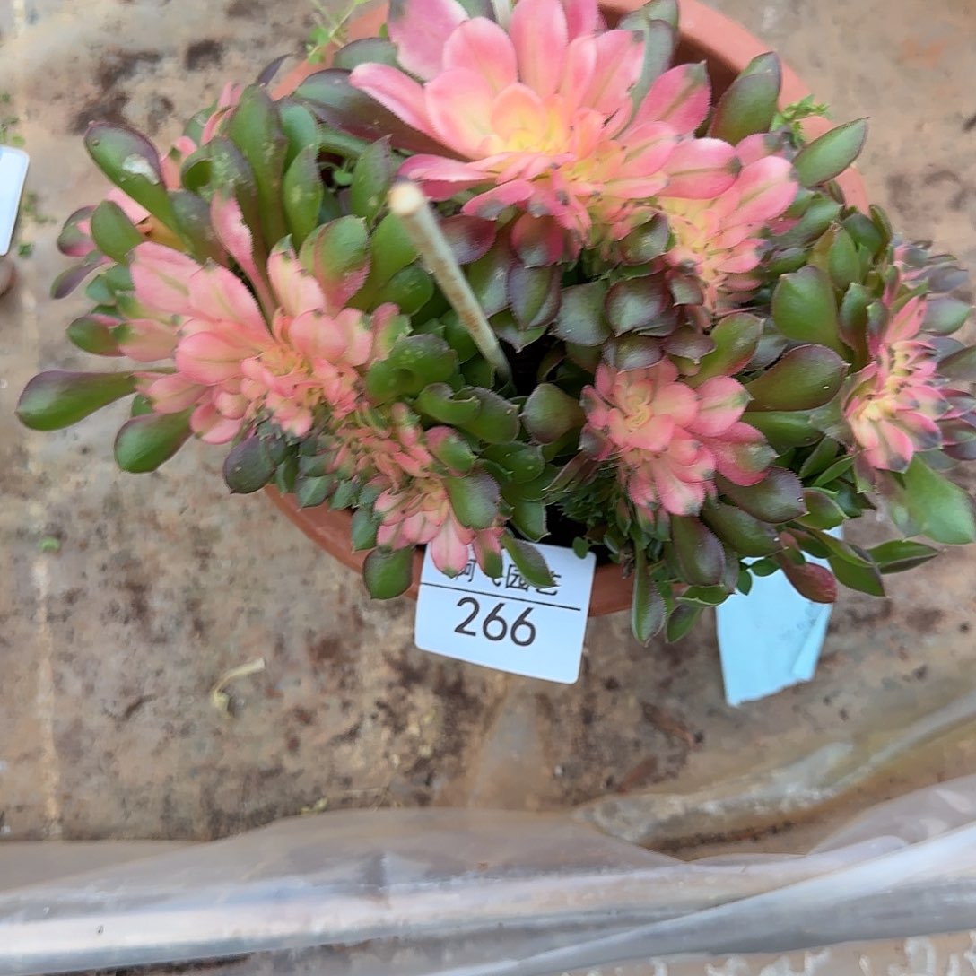 十***.266多肉 香妃缀福利