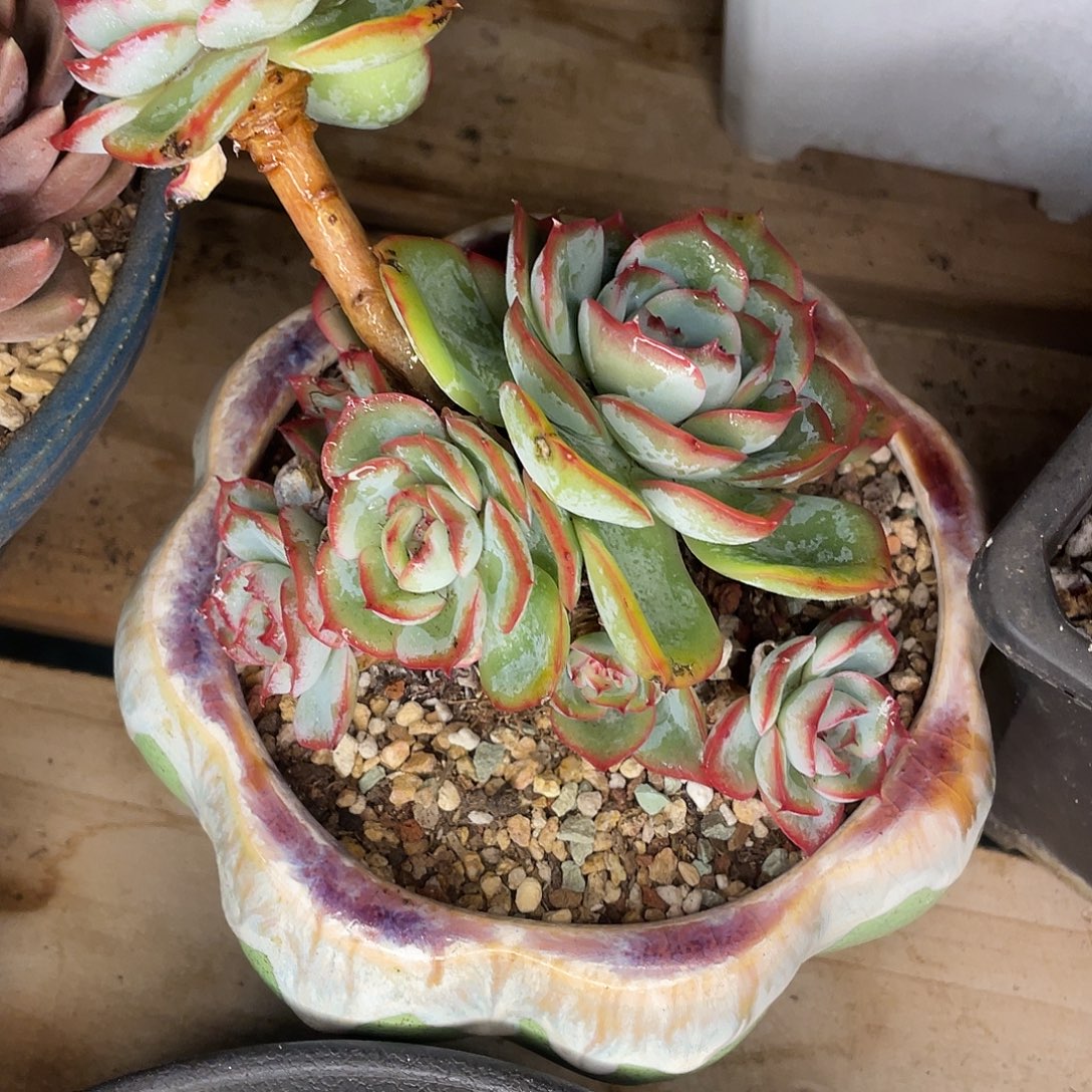 小***熊晨露一物一拍28包邮非偏远