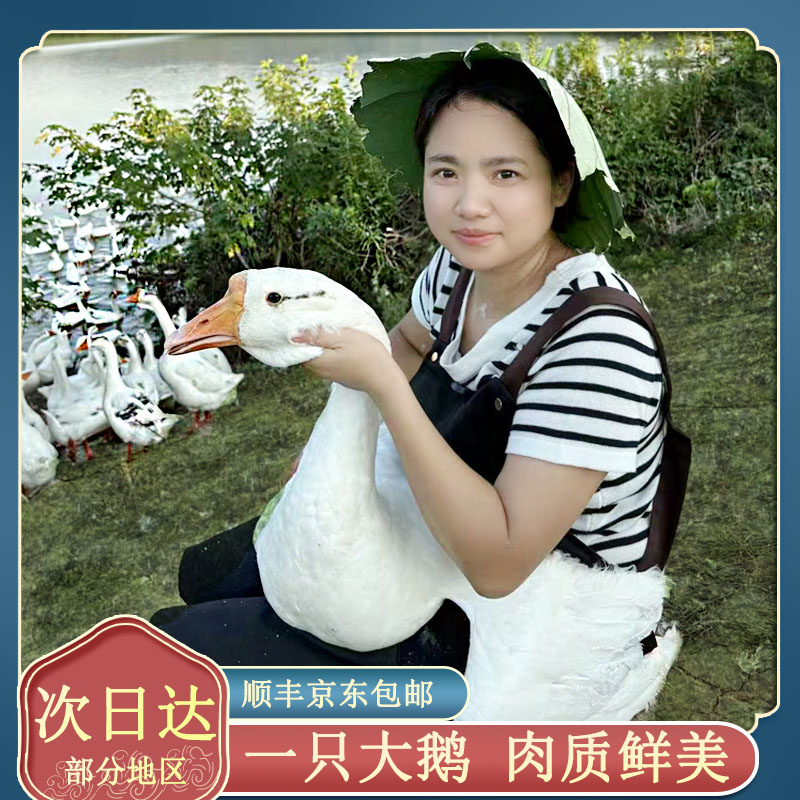 农家散养大白鹅青年鹅现宰现杀毛重14斤净重8-9斤 带内脏含心肝