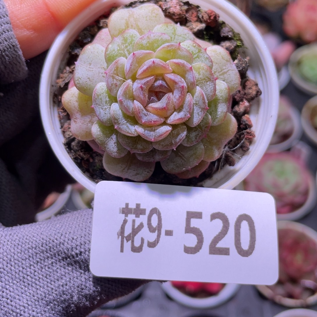 花利美9-520新品 