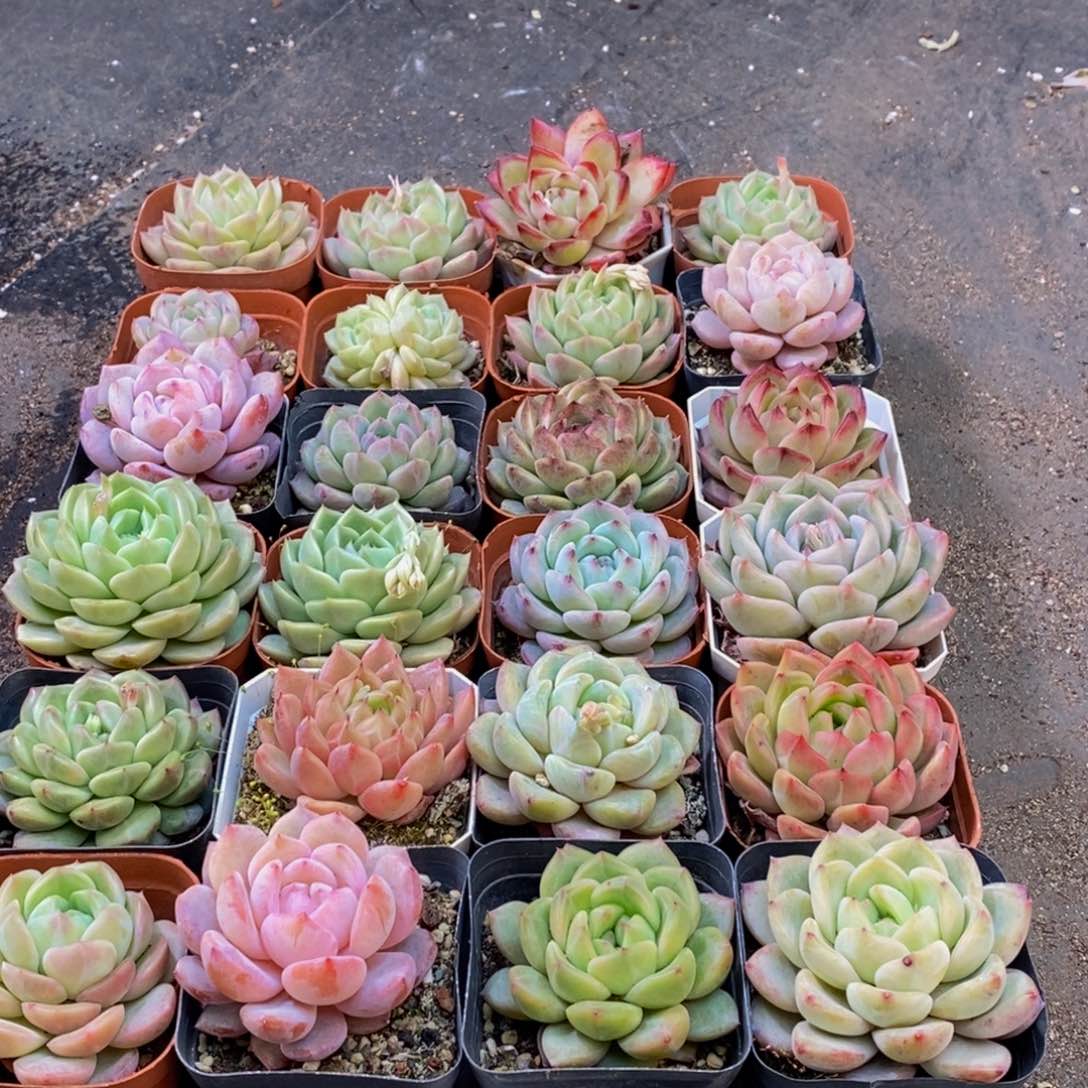 周*迪065多肉植物保护研究所所长