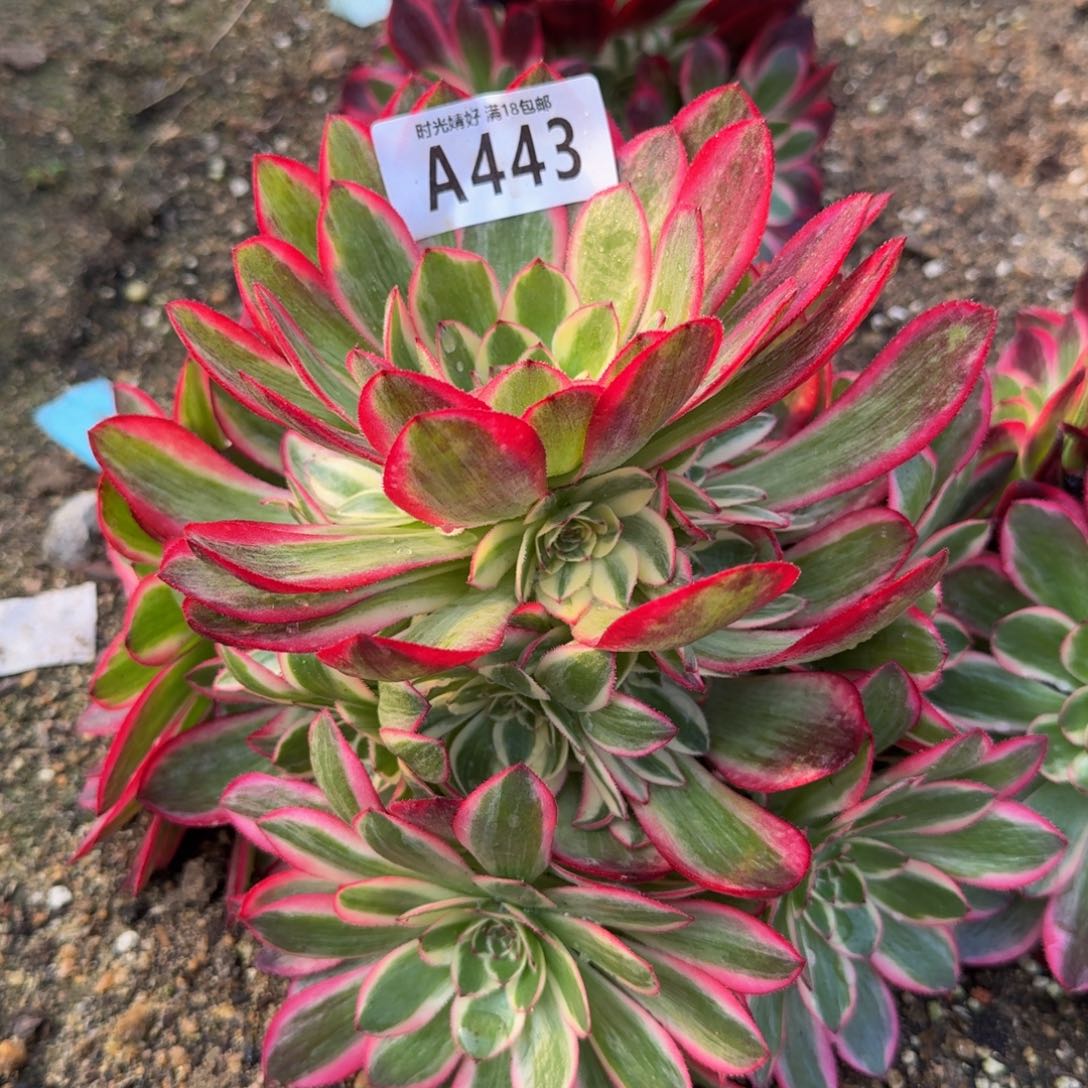 443云荷。多肉植物