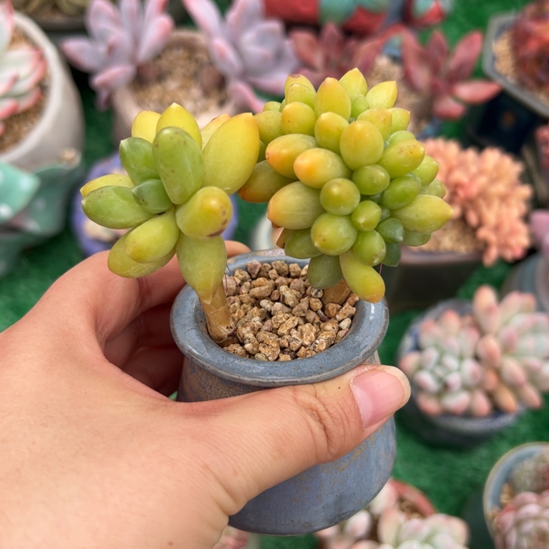 满***红756 多肉植物组合盆栽