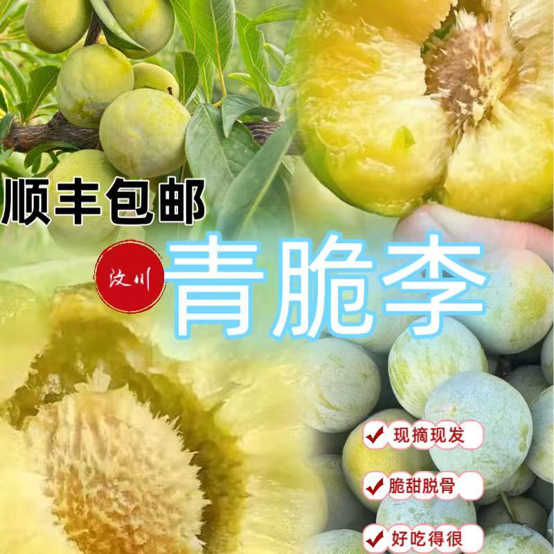 【顺丰直发】正宗汶川脱骨青脆李新鲜应季水果脆甜爽口
