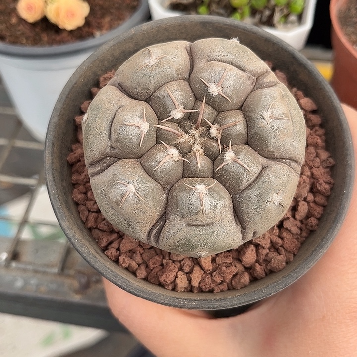 我也不知道我为什么要