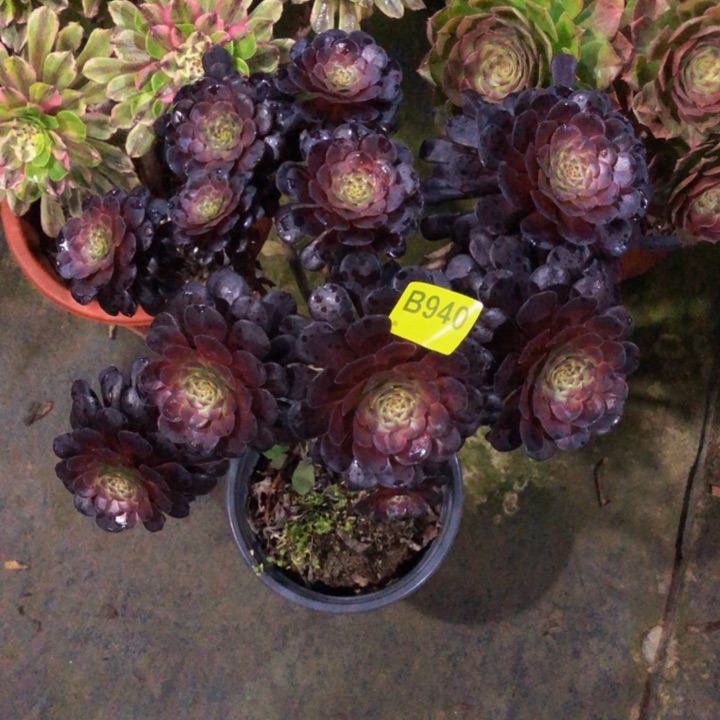 黑同壶多肉9400000000