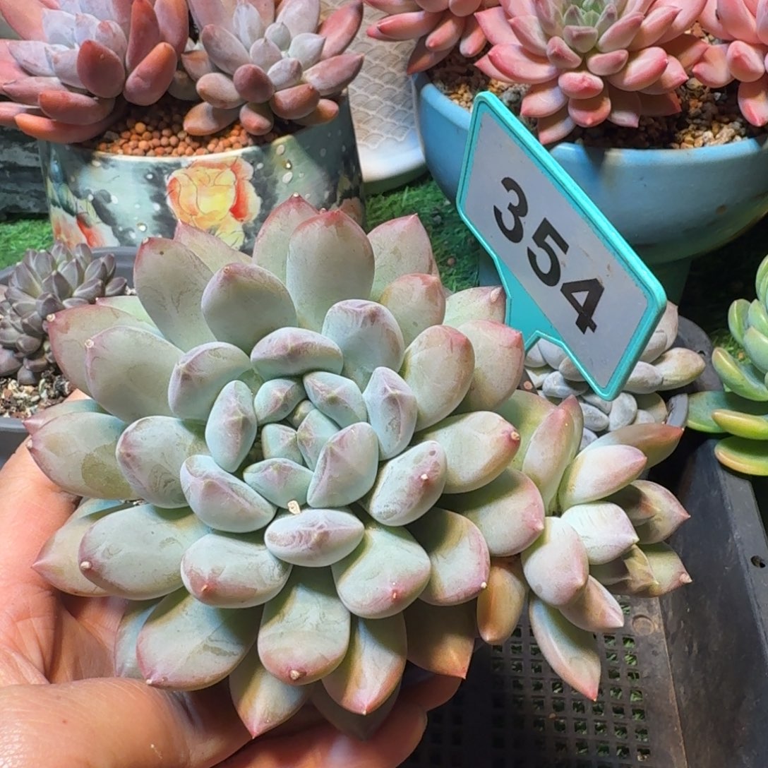 摇光多肉植物354.