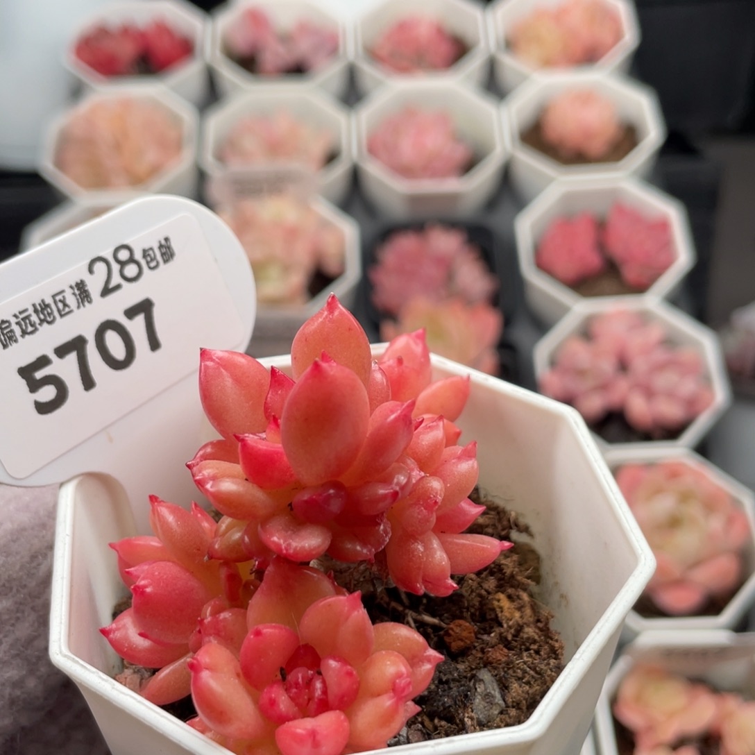 苹果花5707-6.0厘米