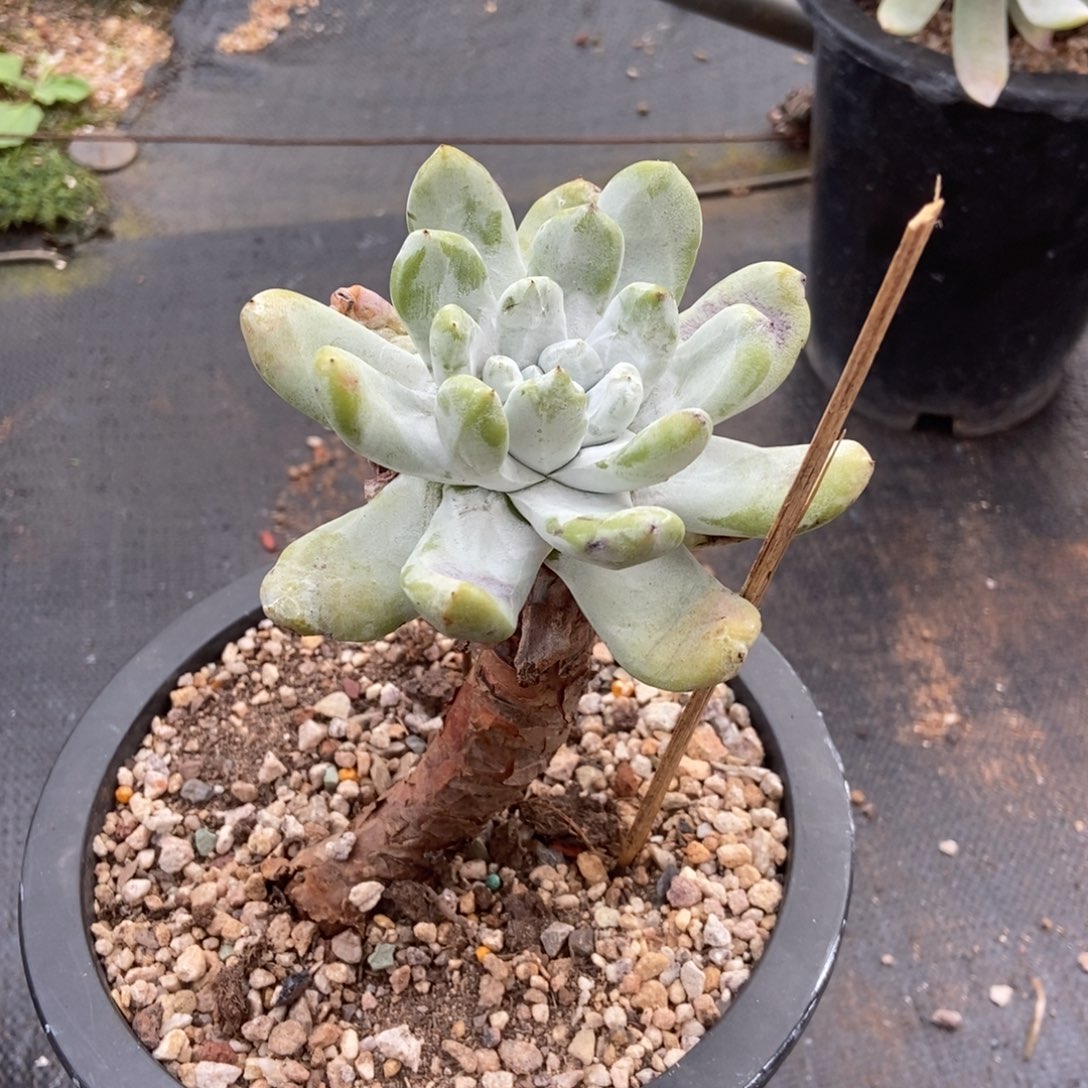 拇指多肉植物啦啦啦