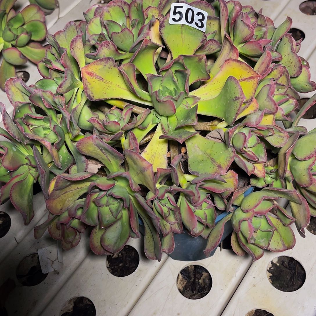 法师法师7-1包邮法师