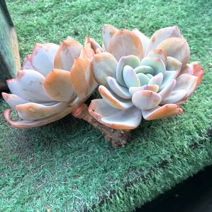 奶茶12号码牌子的话题了吗