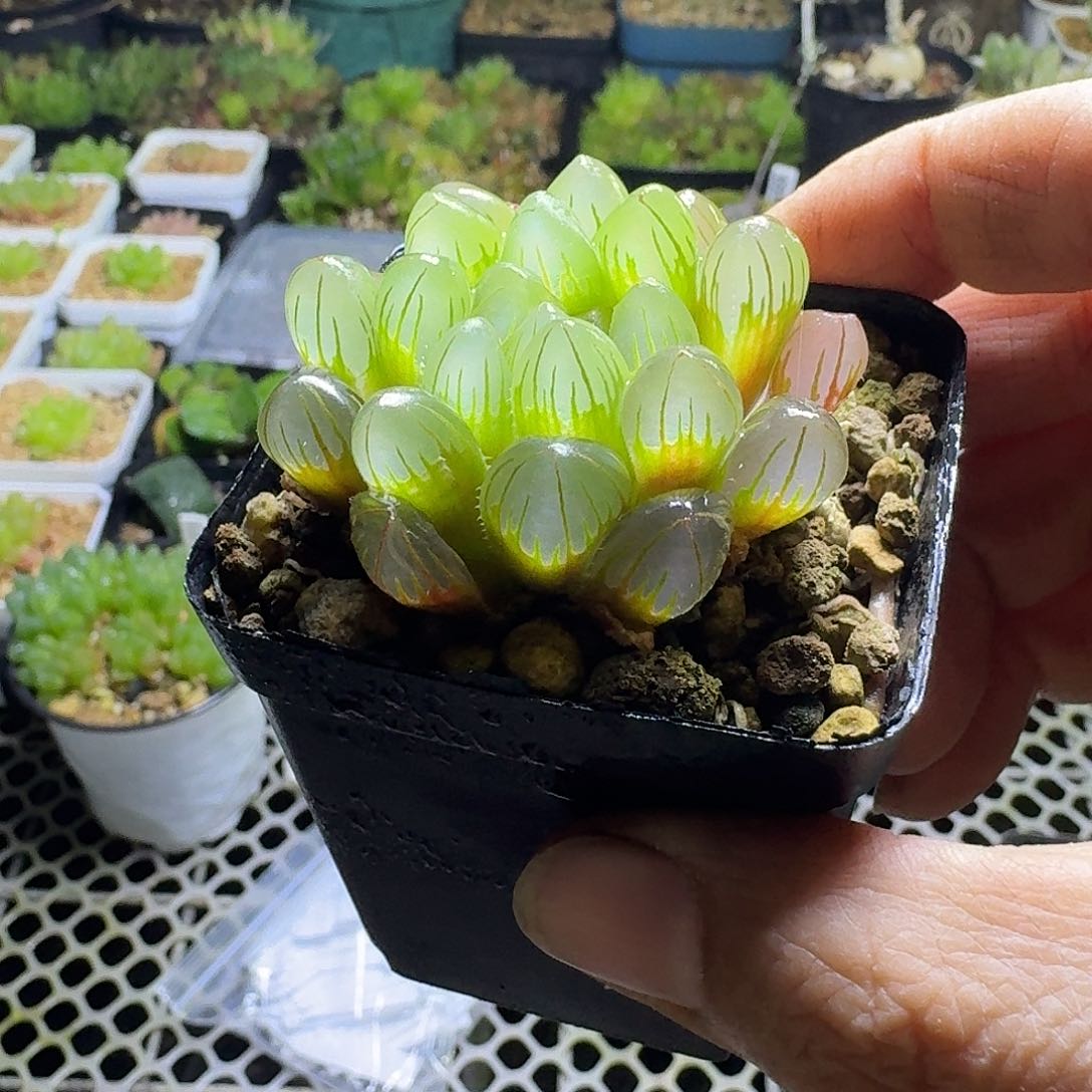 实生玉露特选深背窗萤光色