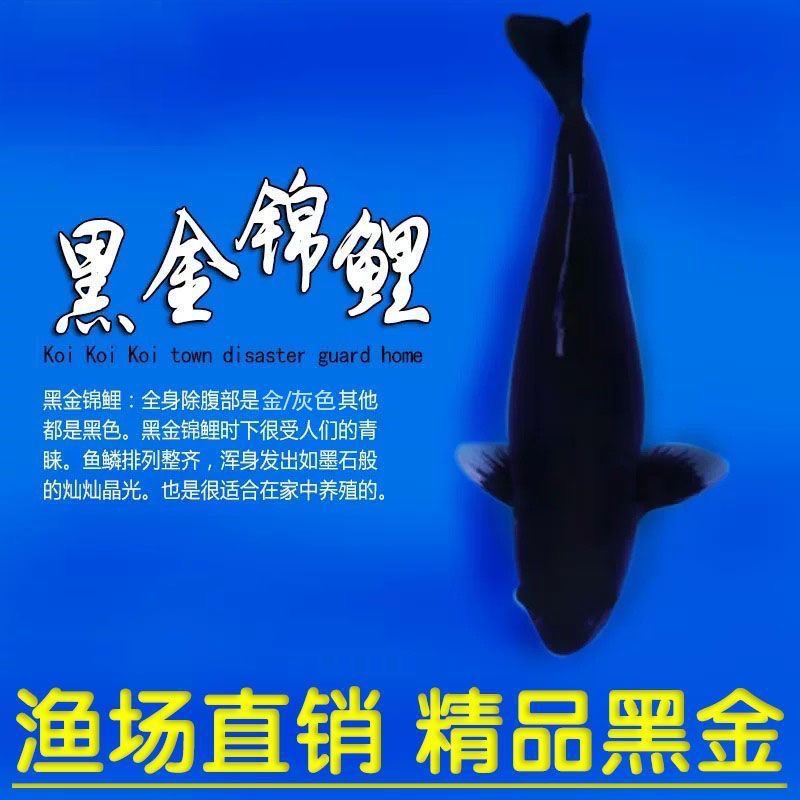 黑金锦鲤观赏鱼冷水淡水鱼适合水族鱼缸饲养的宠物鱼