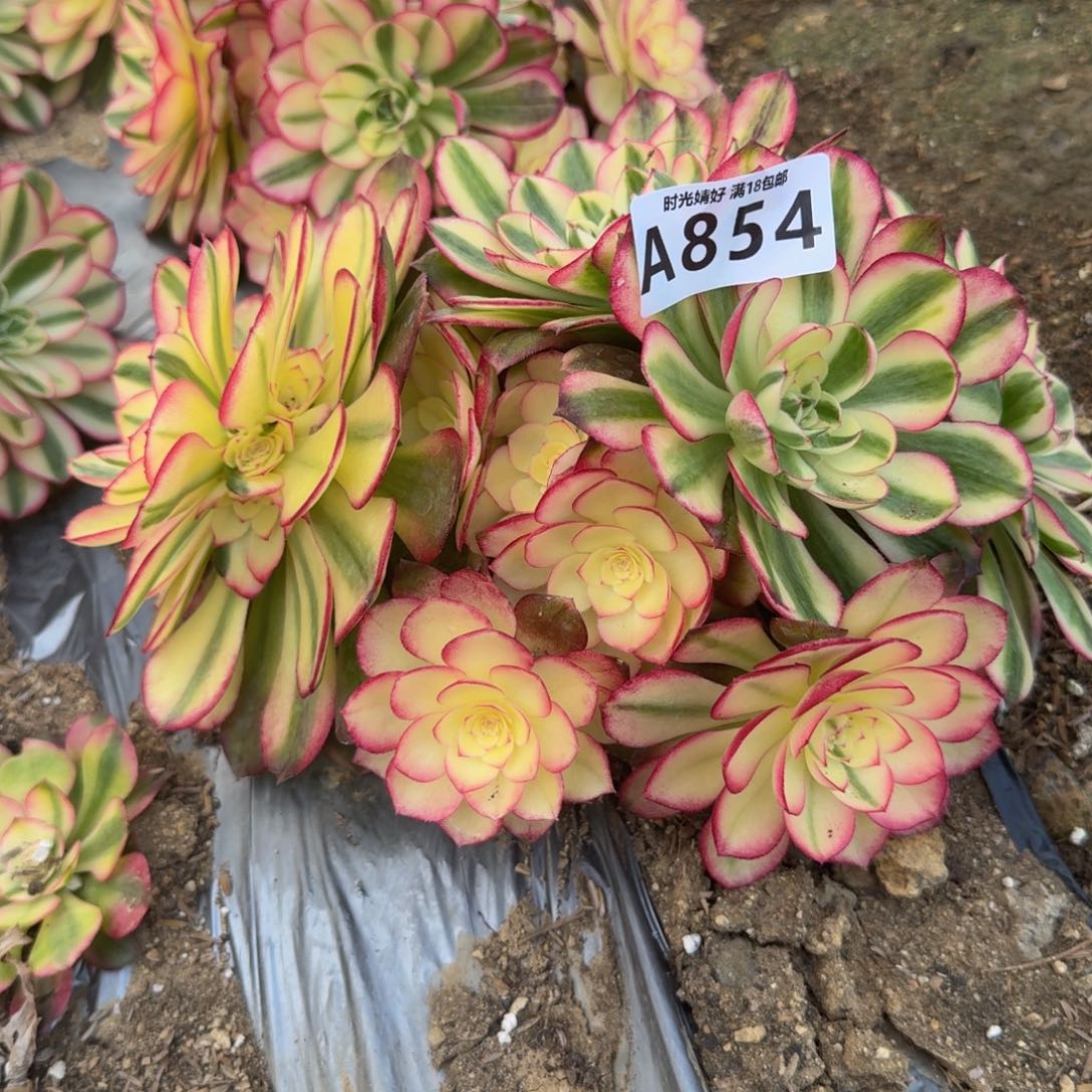 854荔枝 多肉植物