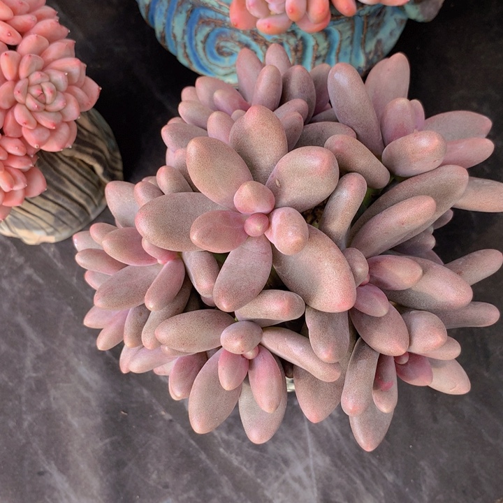 糖果自然老庄群无砍