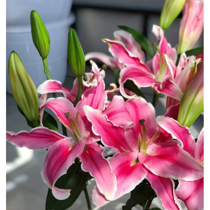 【源头优选】马龙香水百合-任意2单鲜花包邮发货后不支持退款