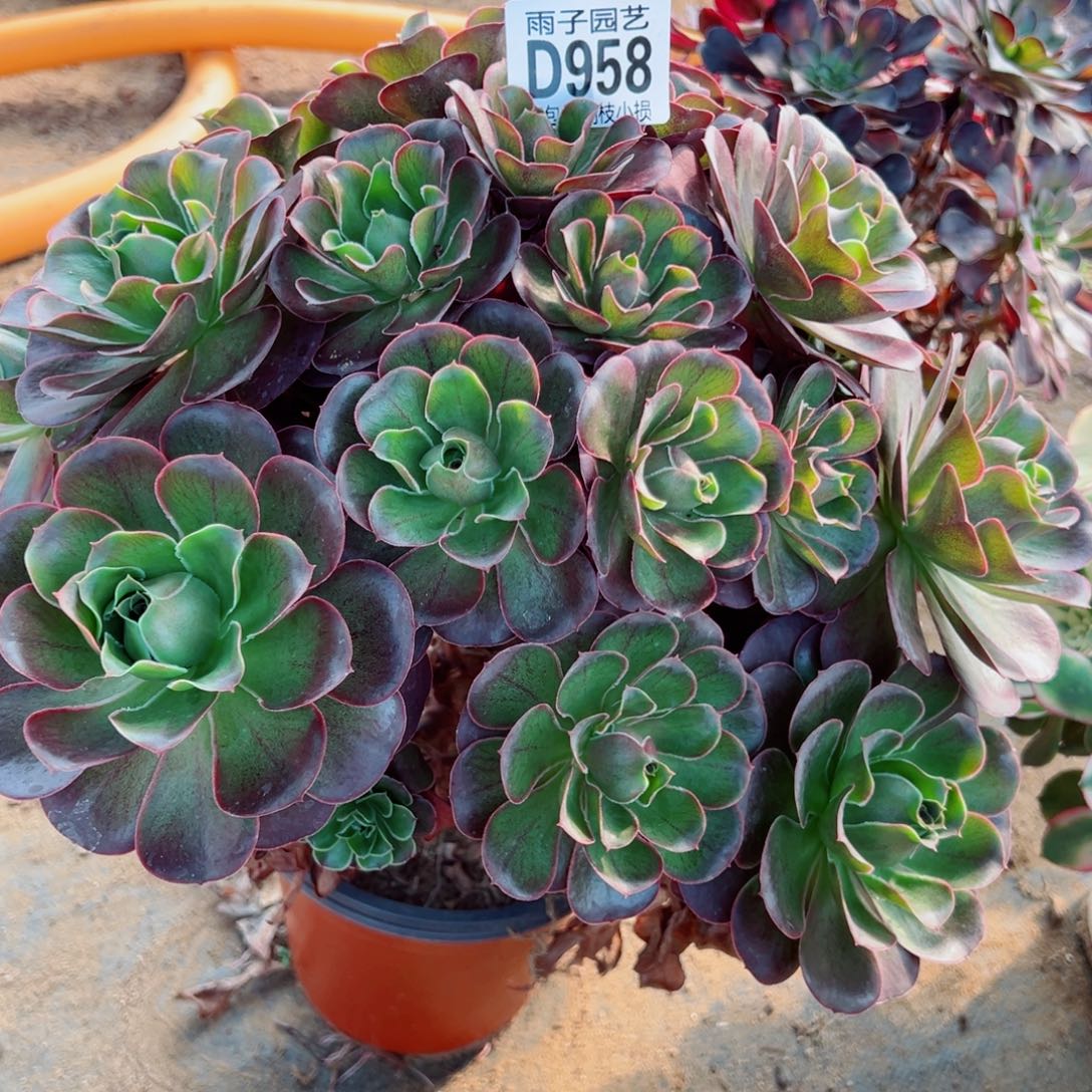 958魅金玫瑰雨子多肉植物p