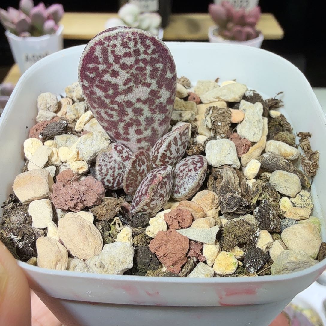 唯***N紫马蛋水泡多肉植物