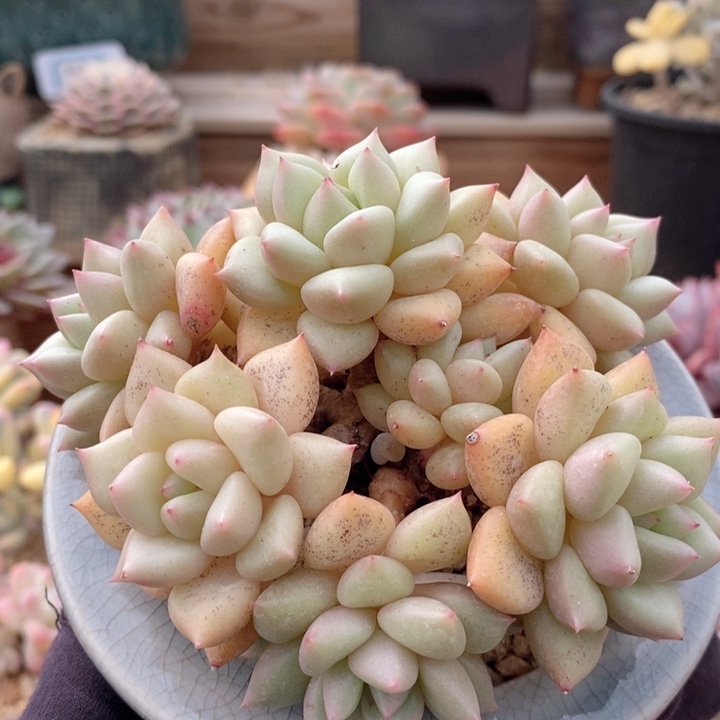 象牙 韩货精品666