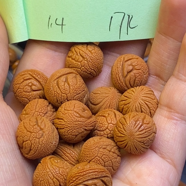 吊坠桃核秦岭龙纹桃核14尺寸