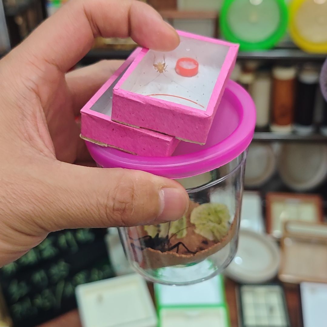 华***华中黄两只加麒麟一只