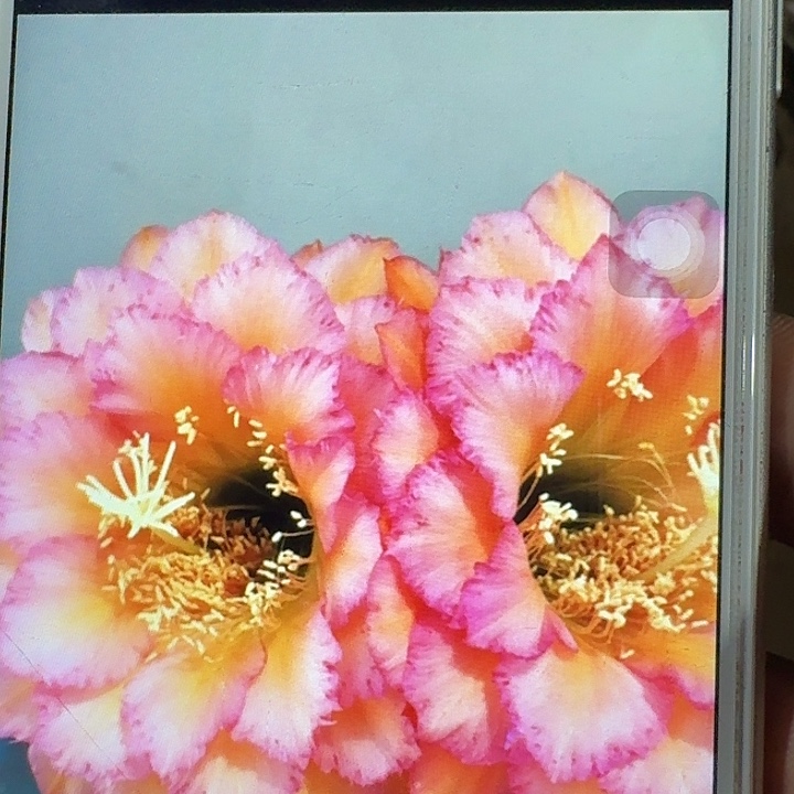 温醇侧芽5公分左右毛花柱