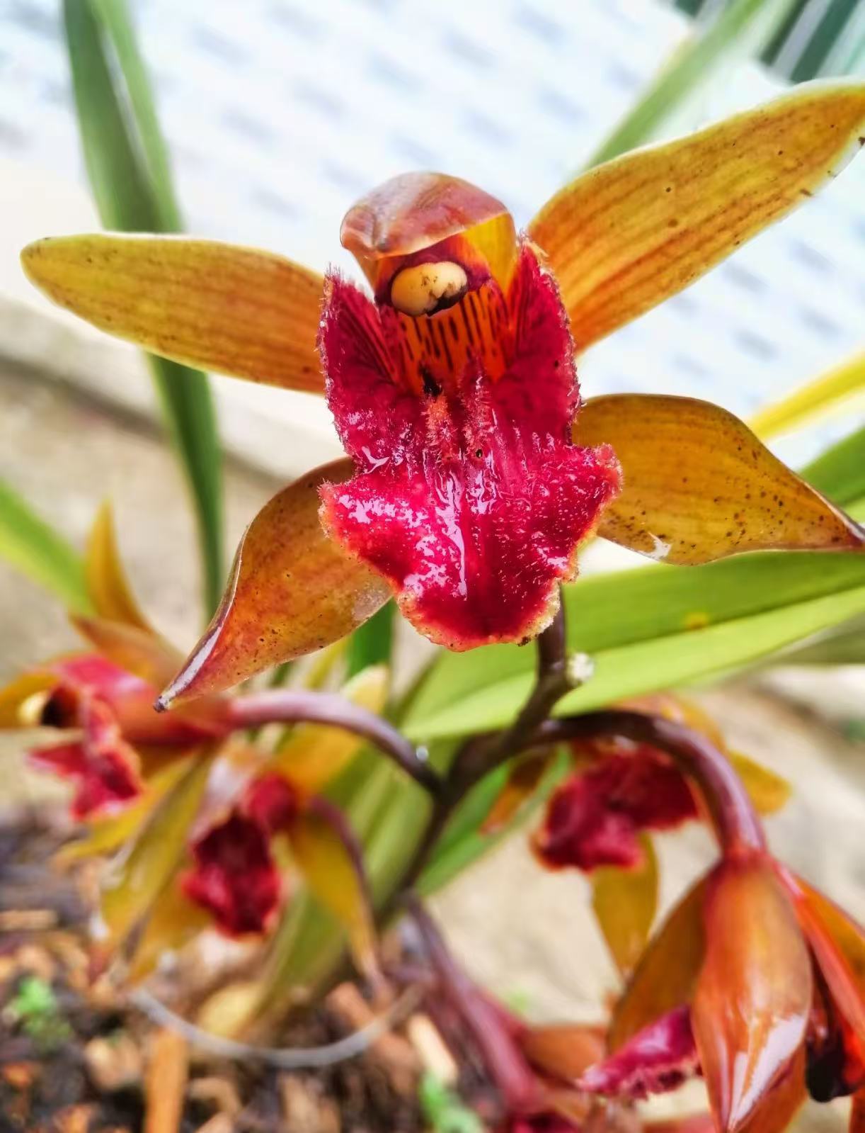 边境小镇的虎头兰奇花异草