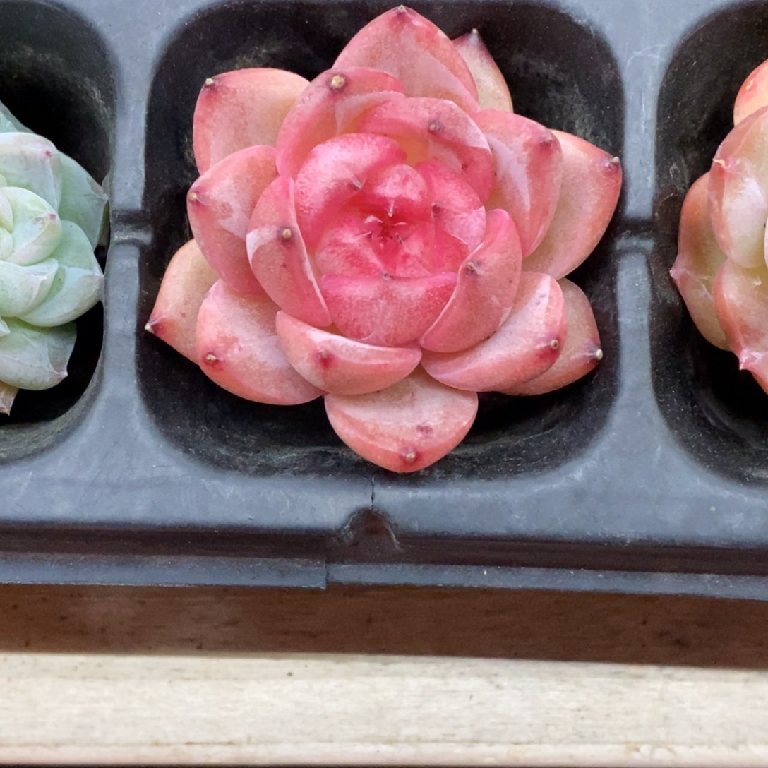 精品多肉一物一拍不包整121