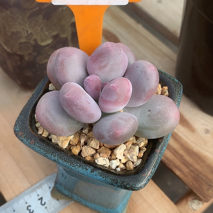 ༃***✰00298cat群魔芋句姐姐姐姐