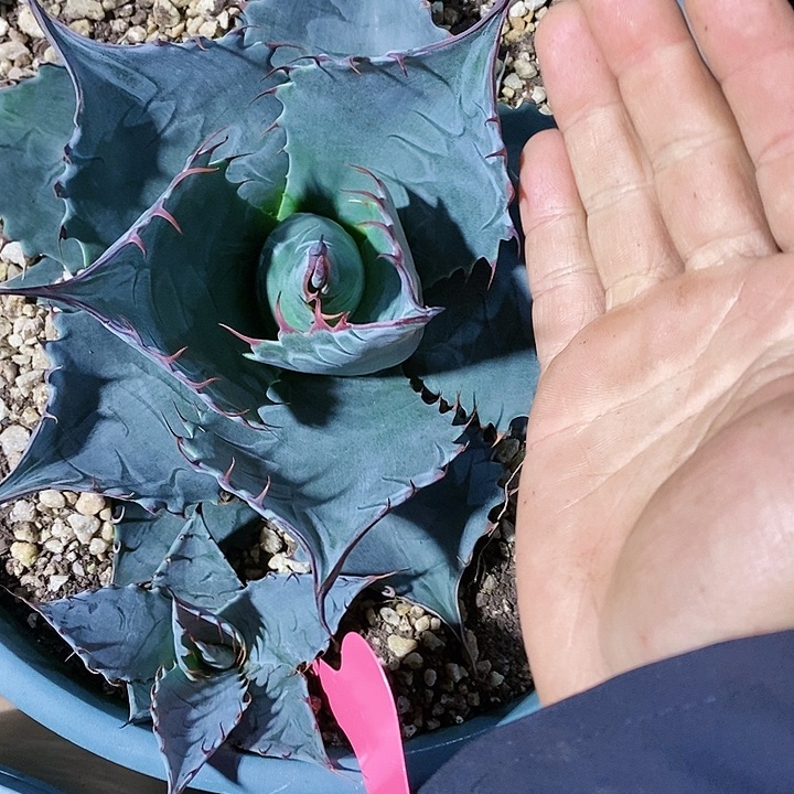 多肉植物龙蛇兰植物