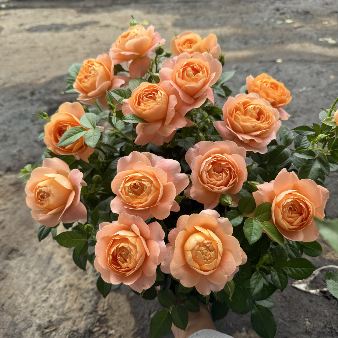 【果汁阳台】橙色阳台月季盆栽花卉四季开花月季花绿植花卉好养