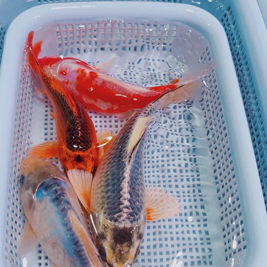 锦鲤锦鲤冷水鱼观赏123