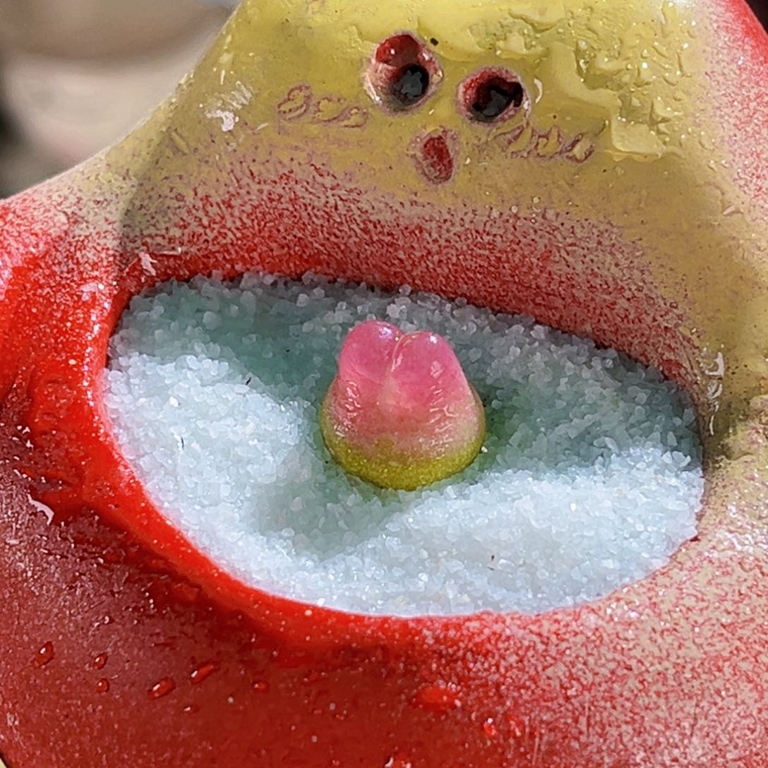 010冰粉拉登连盆带土包邮