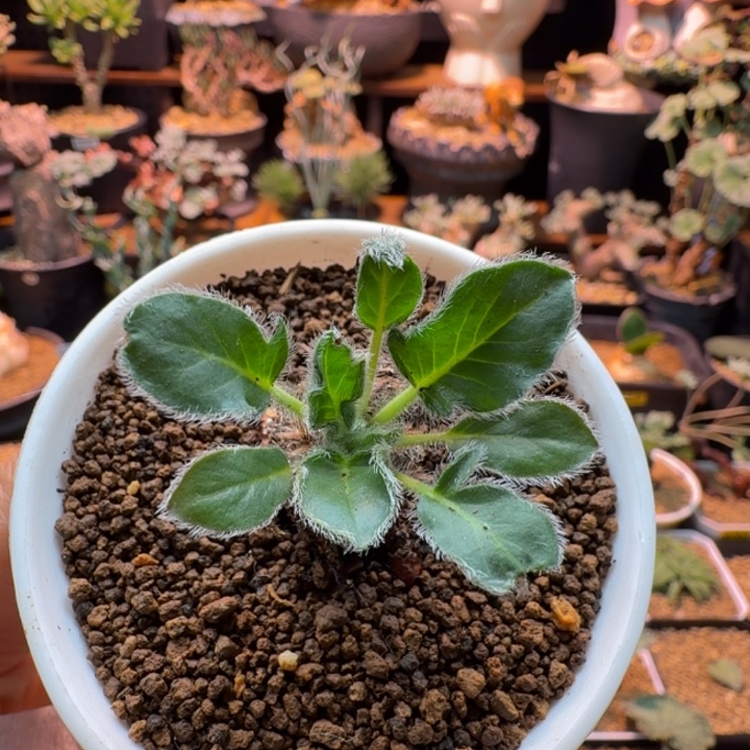 黑花洋葵071 仙人掌