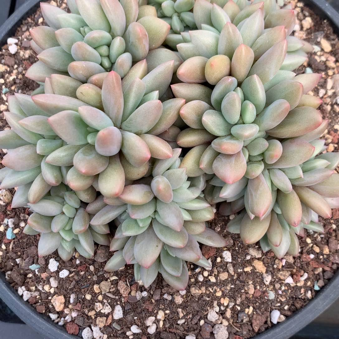 ?*歌A273售后范围：签收起7天内，录开箱视频