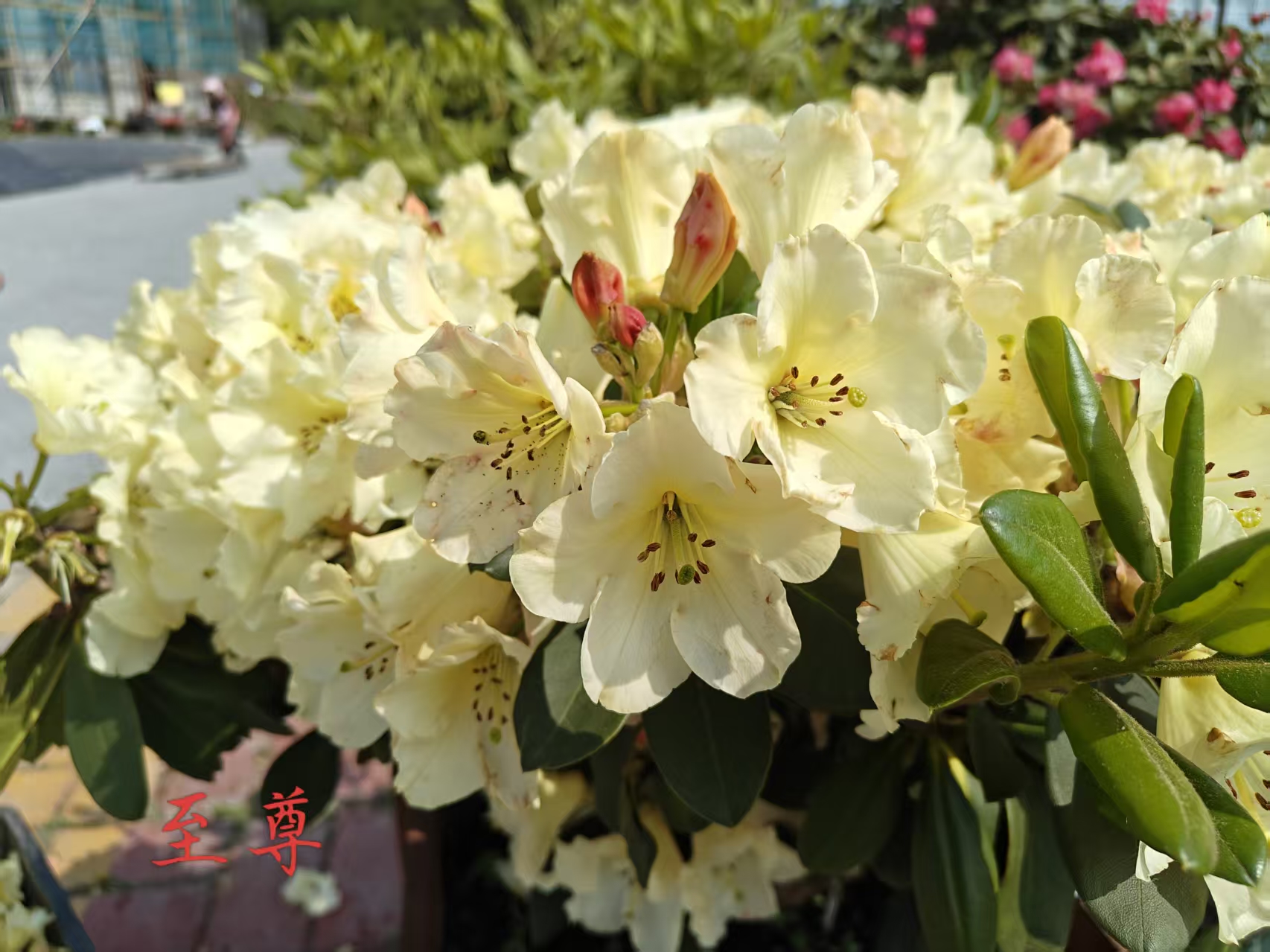 至尊高山杜鹃耐热耐寒多年生木本花卉（一物一拍以直播间为准）