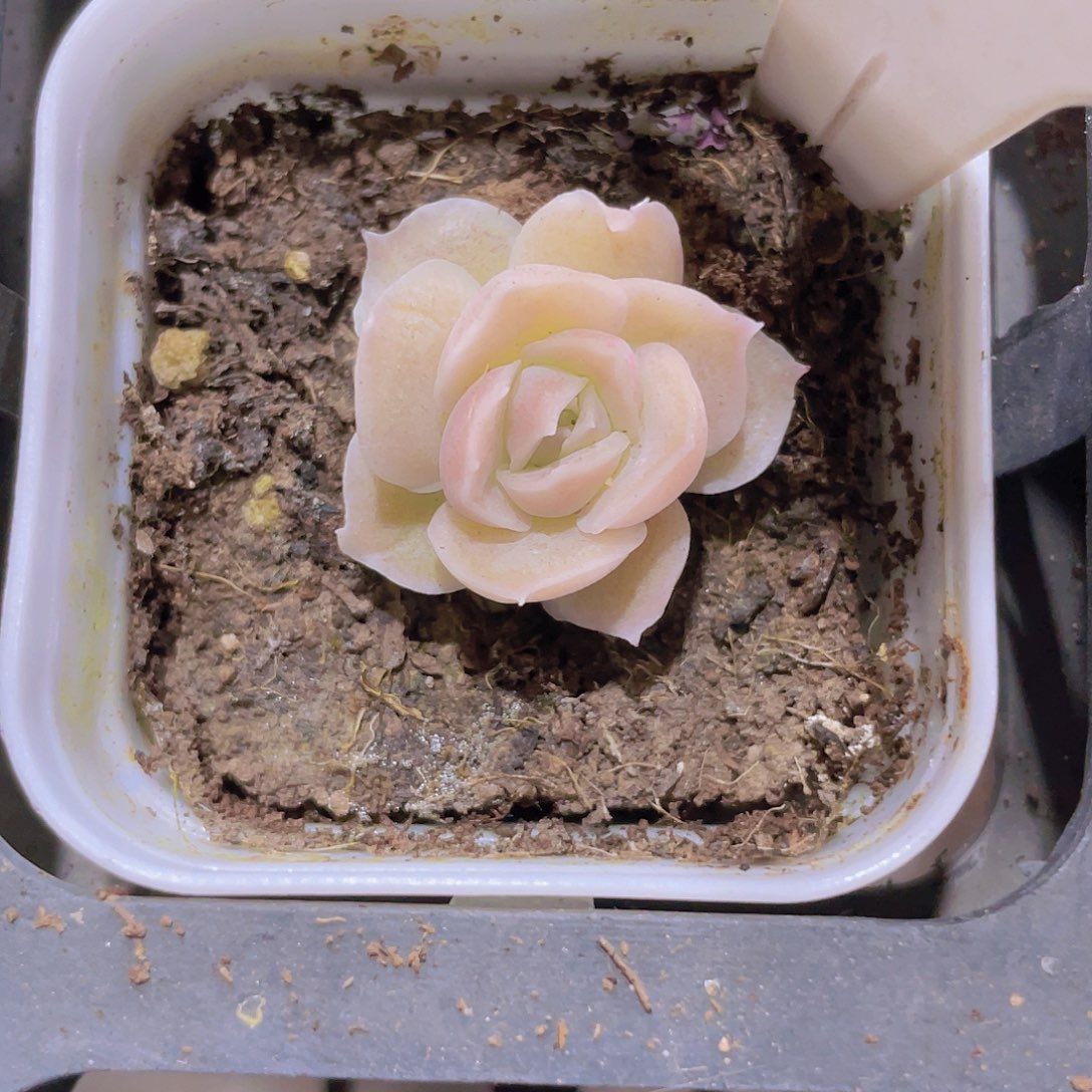 老桩水晶虾饺a006一物一拍