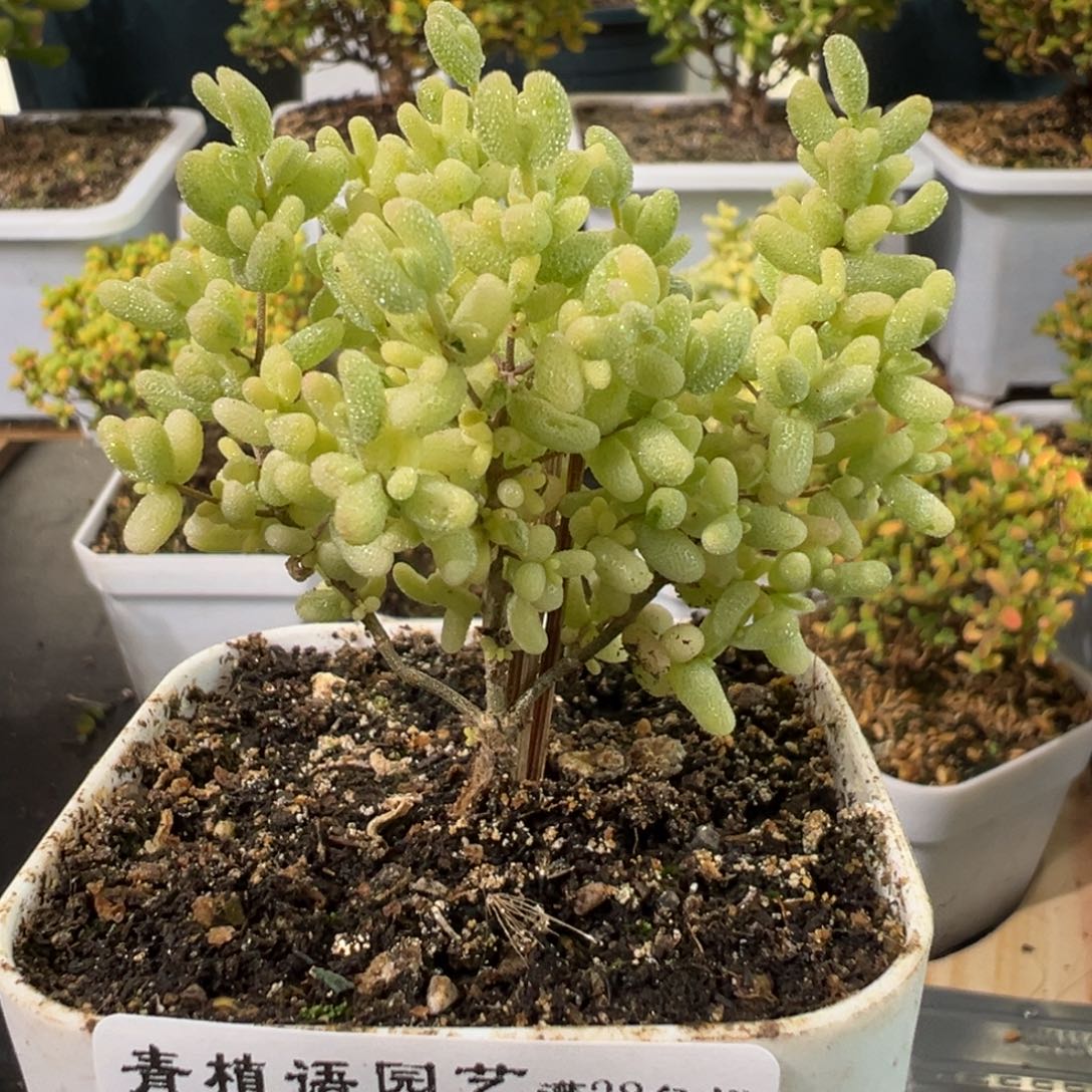 D2580米粒锦一物一拍