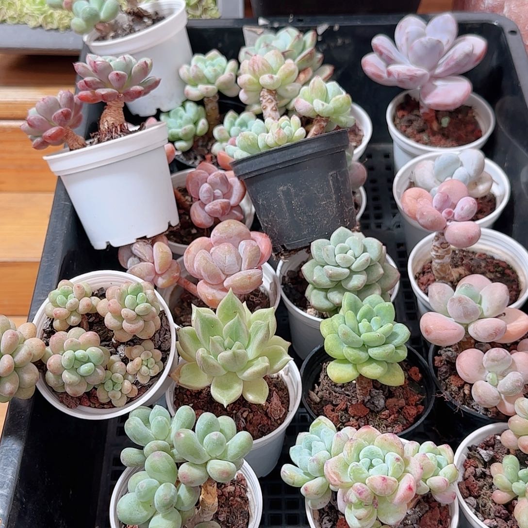 陌***多肉0909-109脱土发货