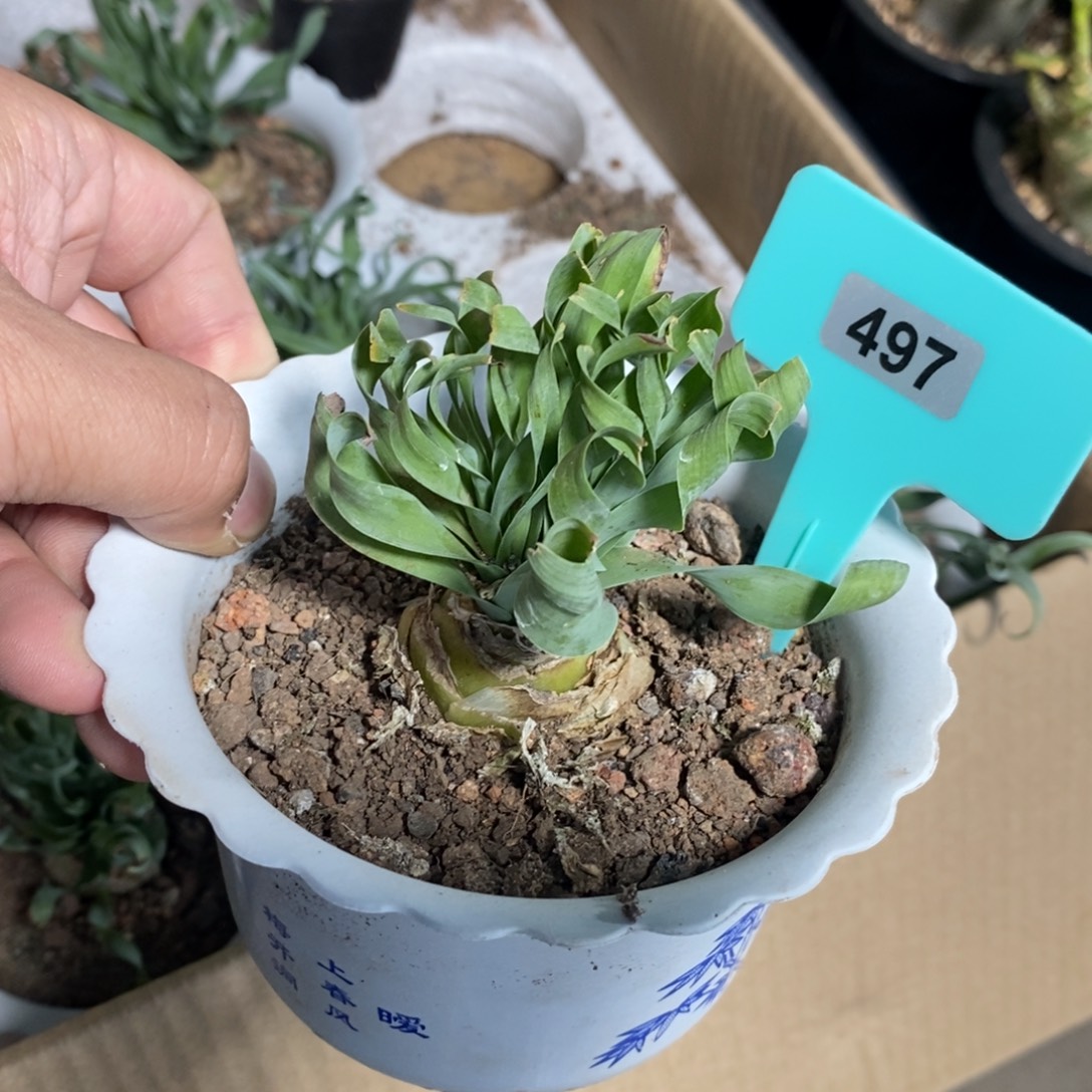 款叶弹簧草多肉植物