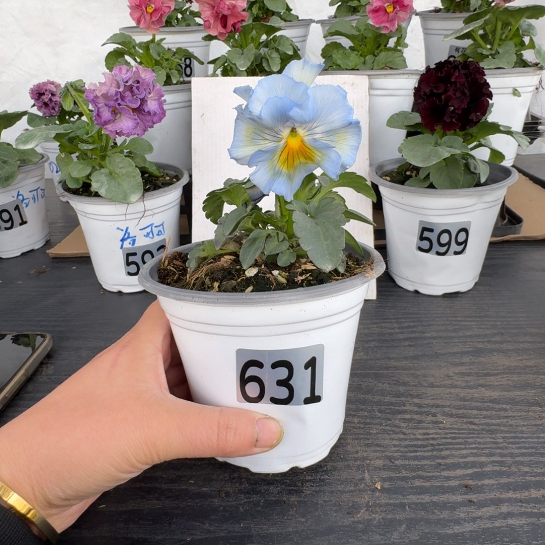 全部花朵631号角堇