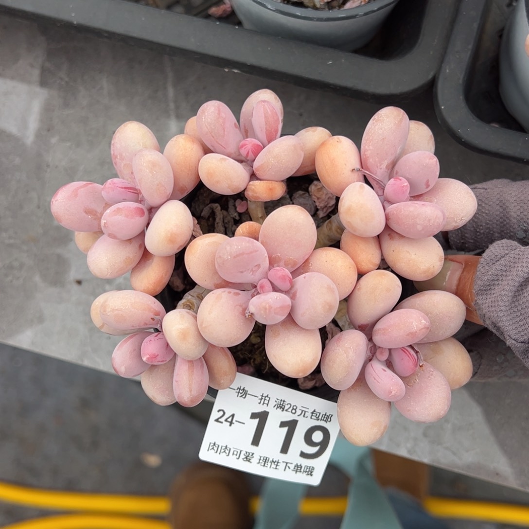 桃蛋多肉多肉多肉多肉