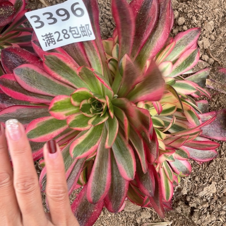 3396二号棚美杜莎J