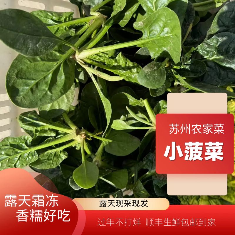 露天霜冻菠菜田间现采新鲜好吃