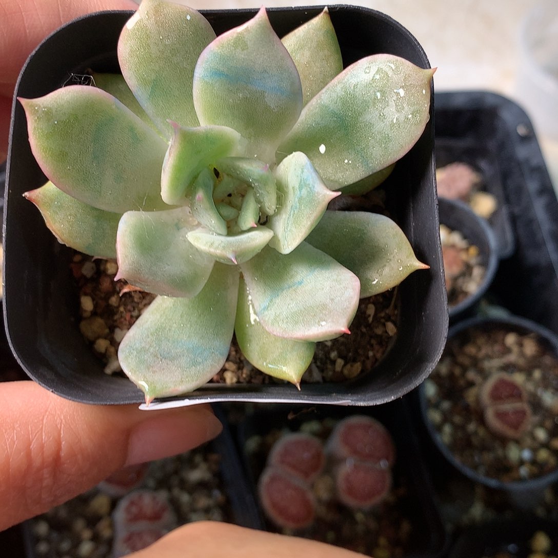 B186多肉植物保护