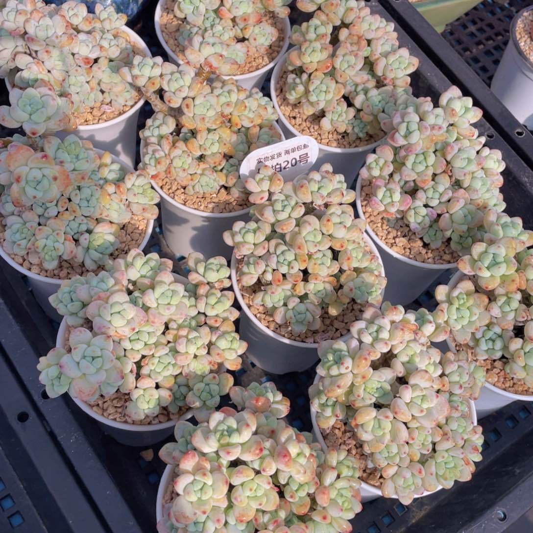 量拍20号果冻胭脂罗琦老桩大群生一个