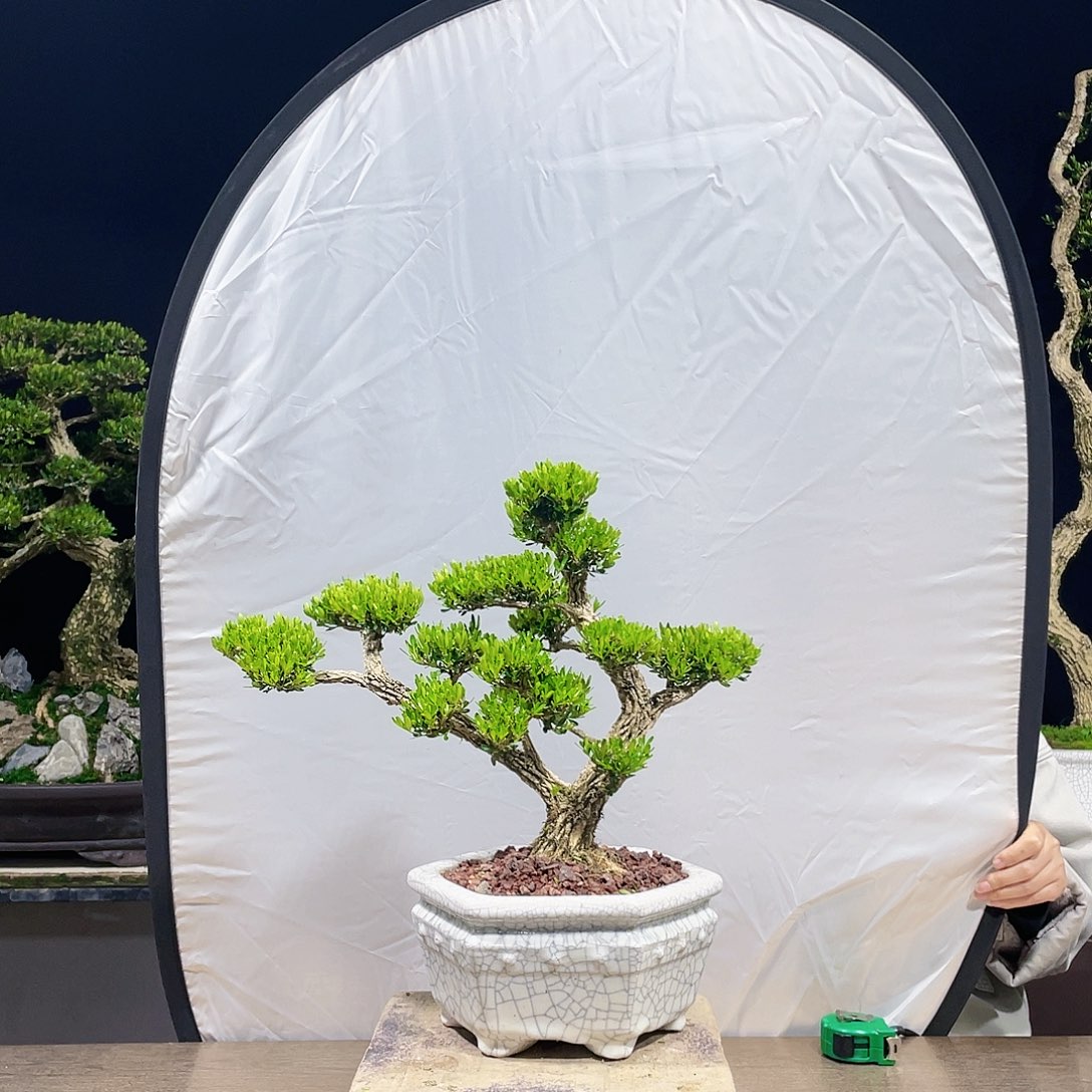 完全开放黄杨盆景四季常青